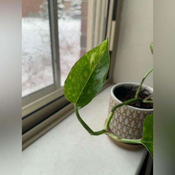 Pothos Plant - Picture 6 of 12